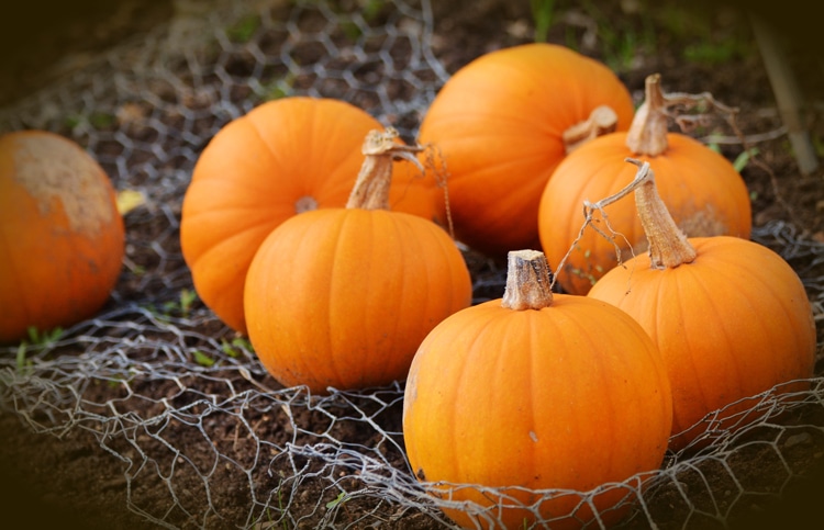 pumpkins healthy fall foods